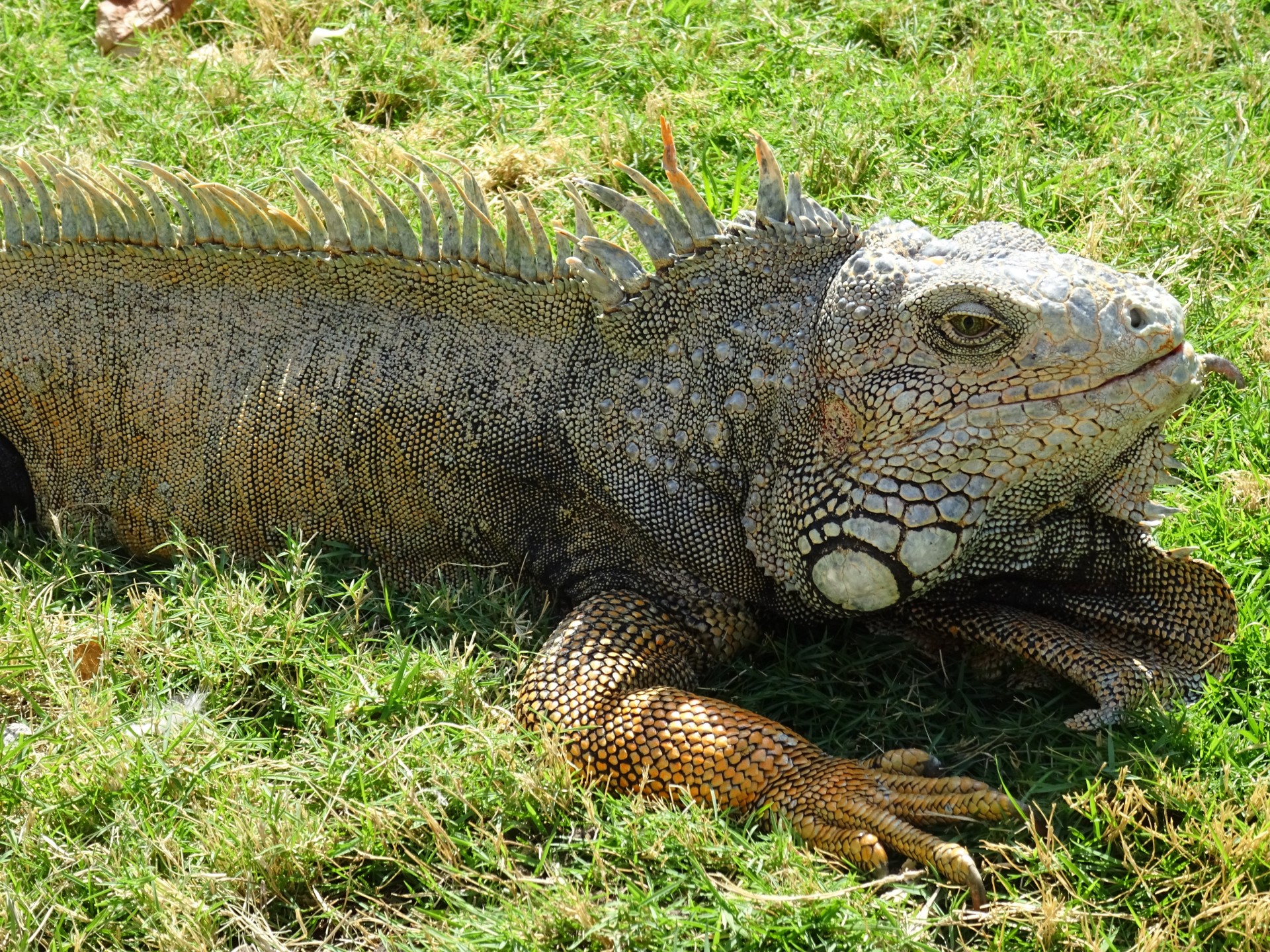 Here we are! An iguana. Very regal I think.