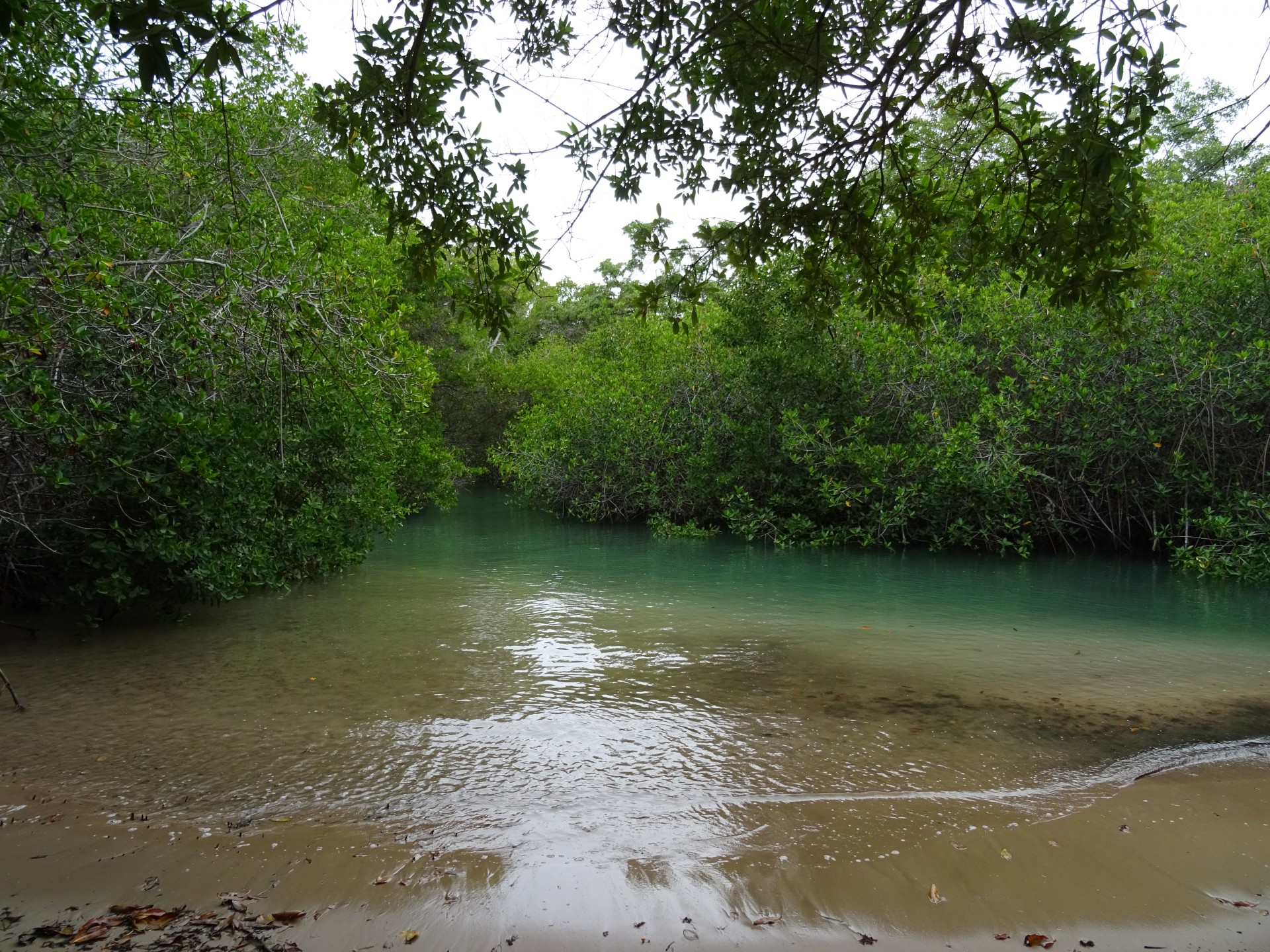 In the mangroves.