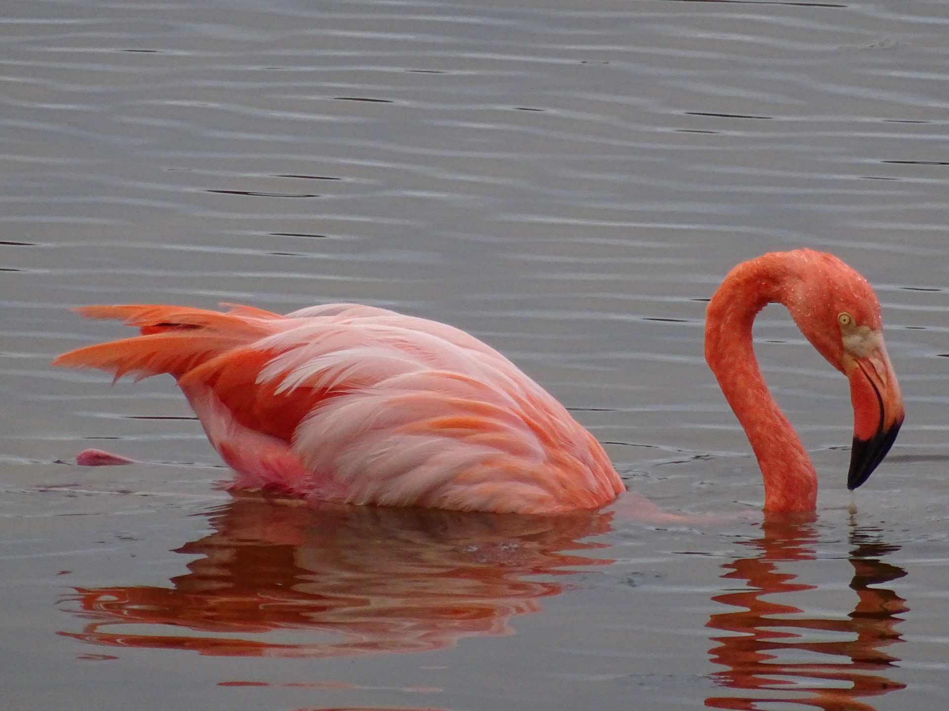 Flamingos never get old.