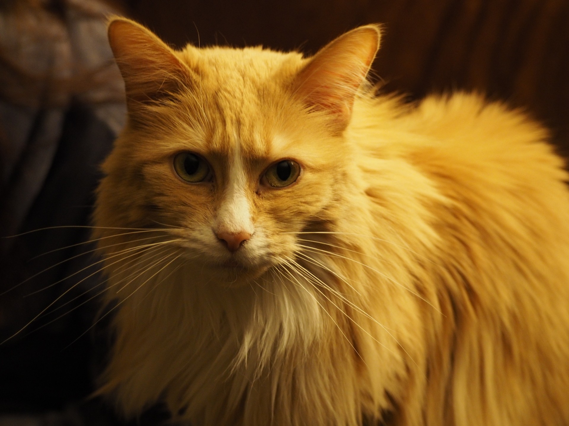 A man pulls off a miraculous photo, where a cat actually looks toward the camera.