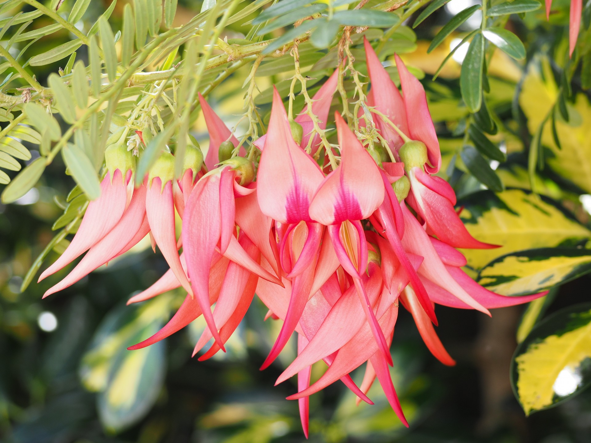 The parrot flower. Technical term, obviously.