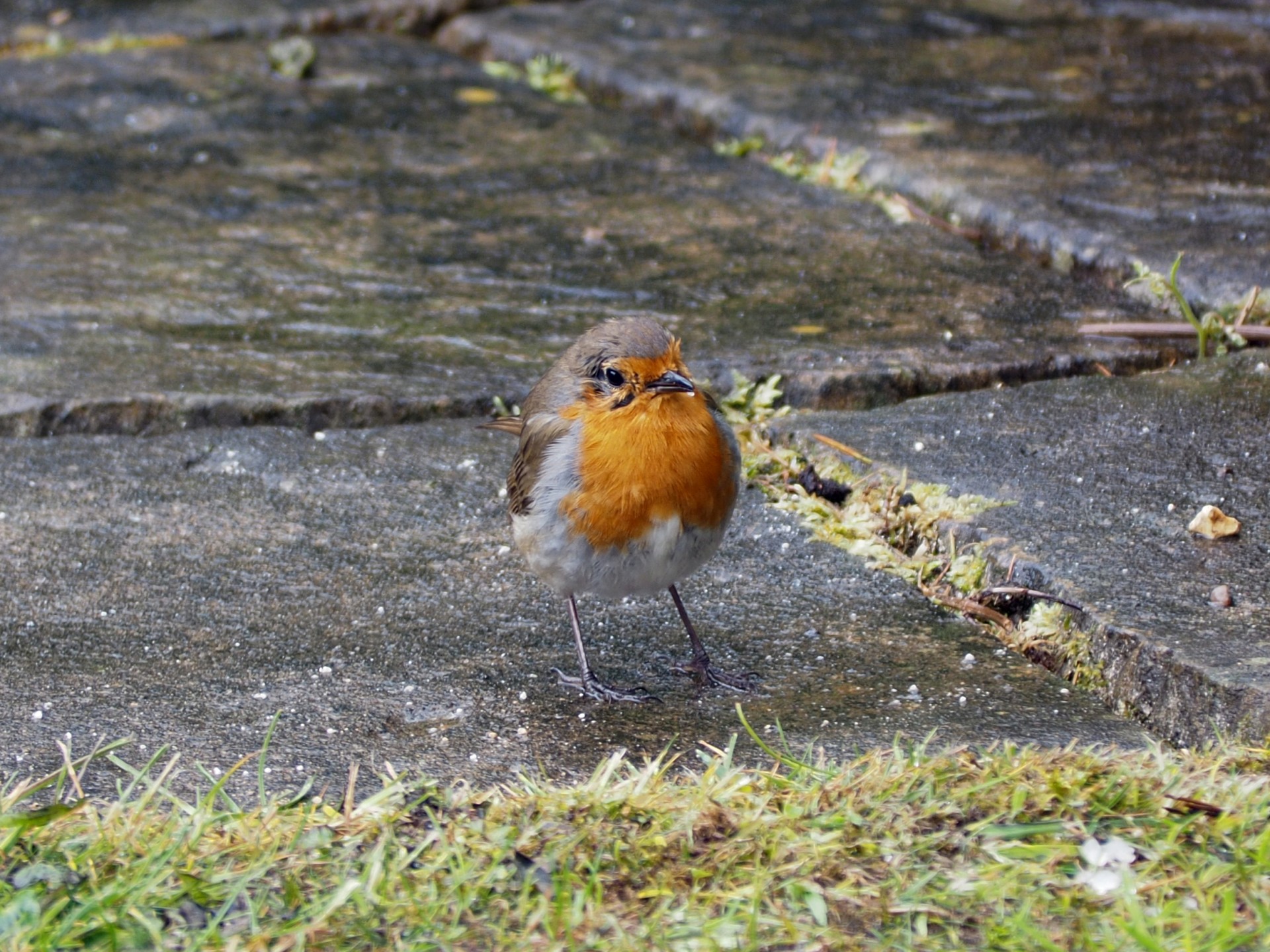 Garden robin.