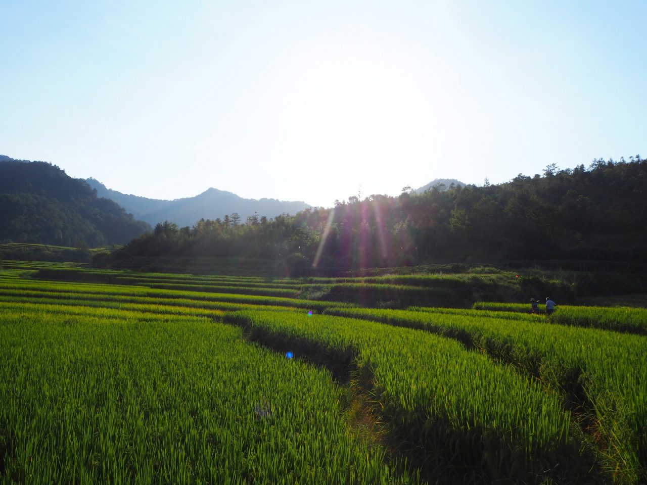 Rice Paddies